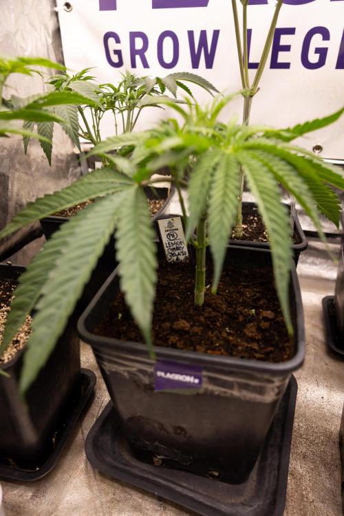 Lemon Cherry Gelato #2 - Zamnesia x B&B. Week 4 - Lemon Cherry Gelato #2 - Veg - Week 4