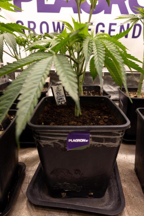 Lemon Cherry Gelato #2 - Zamnesia x B&B. Week 4 - Lemon Cherry Gelato #2 - Veg - Week 4