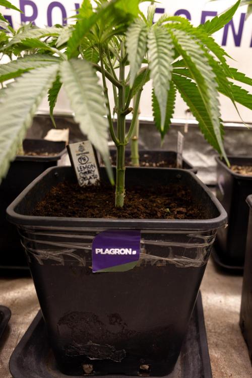 Lemon Cherry Gelato #2 - Zamnesia x B&B. Week 4 - Lemon Cherry Gelato #2 - Veg - Week 4