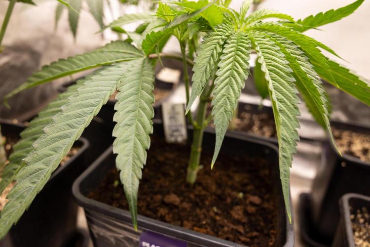 Lemon Cherry Gelato #2 - Zamnesia x B&B. Week 4 - Lemon Cherry Gelato #2 - Veg - Week 4