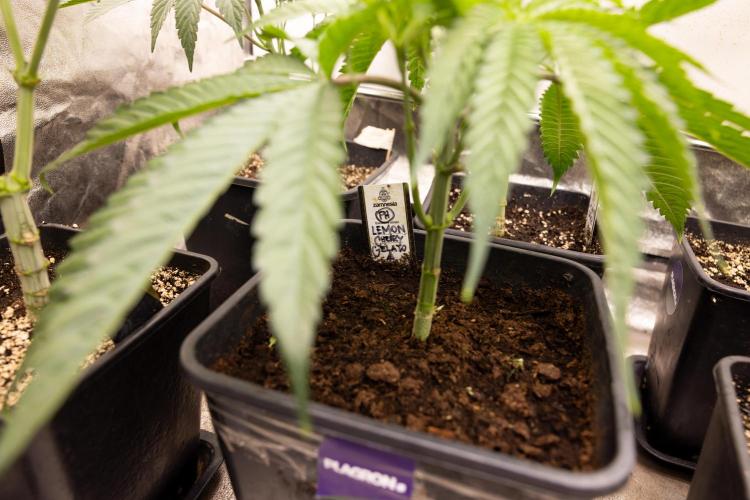 Lemon Cherry Gelato #2 - Zamnesia x B&B. Week 4 - Lemon Cherry Gelato #2 - Veg - Week 4