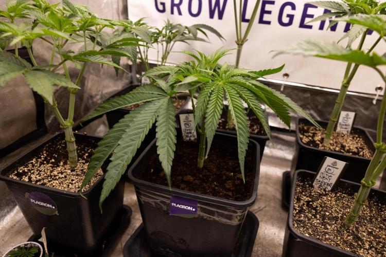 Lemon Cherry Gelato #2 - Zamnesia x B&B. Week 4 - Lemon Cherry Gelato #2 - Veg - Week 4