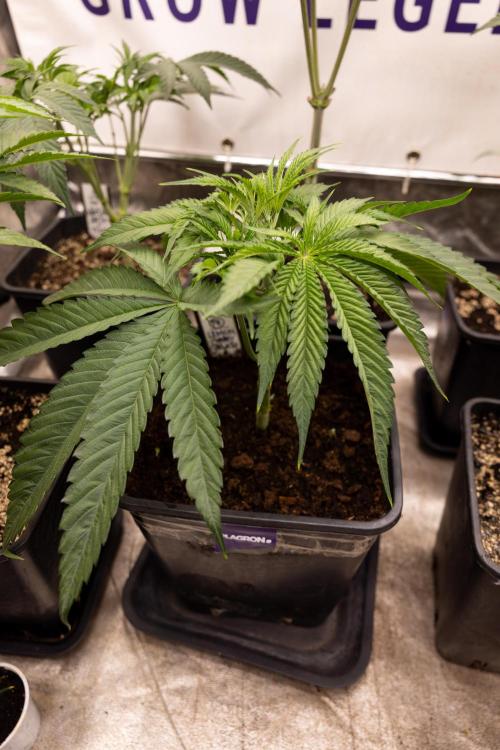 Lemon Cherry Gelato #2 - Zamnesia x B&B. Week 4 - Lemon Cherry Gelato #2 - Veg - Week 4