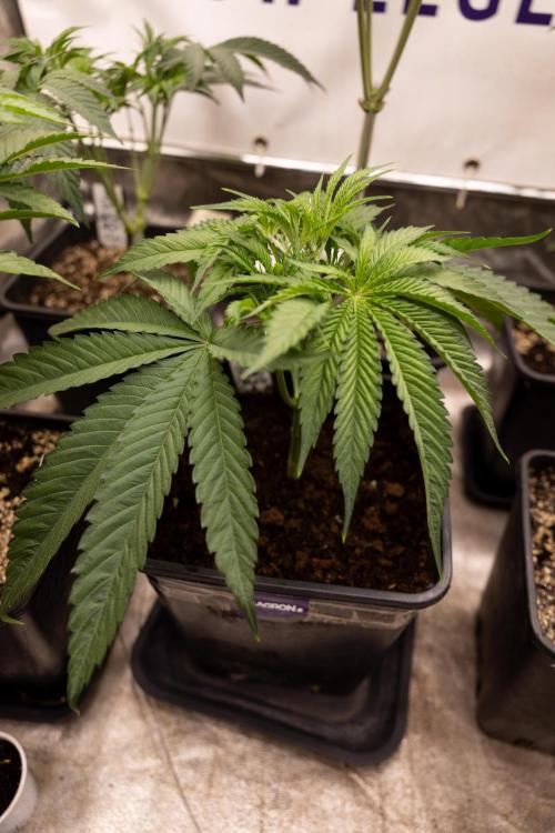 Lemon Cherry Gelato #2 - Zamnesia x B&B. Week 4 - Lemon Cherry Gelato #2 - Veg - Week 4