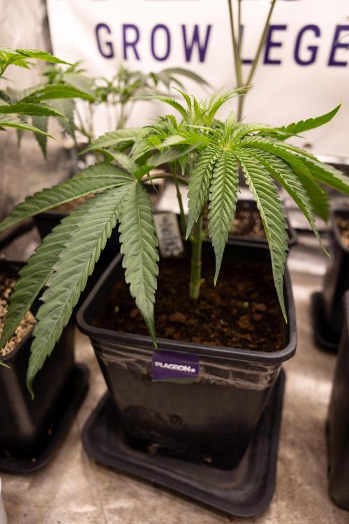 Lemon Cherry Gelato #2 - Zamnesia x B&B. Week 4 - Lemon Cherry Gelato #2 - Veg - Week 4