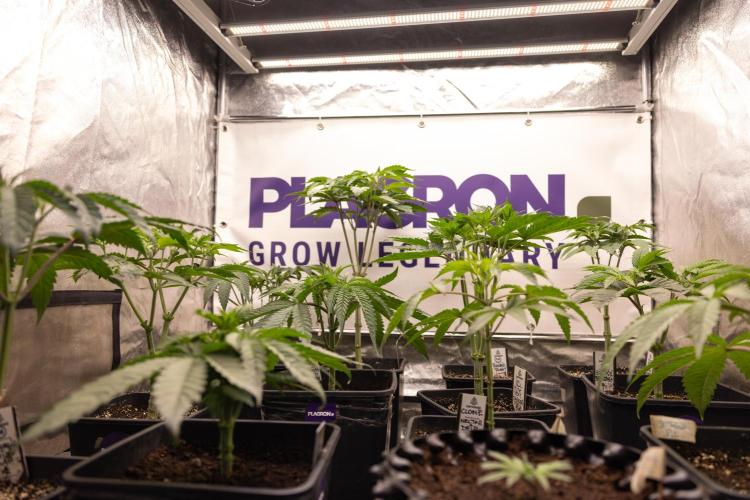 Lemon Cherry Gelato #2 - Zamnesia x B&B. Week 4 - Lemon Cherry Gelato #2 - Veg - Week 4