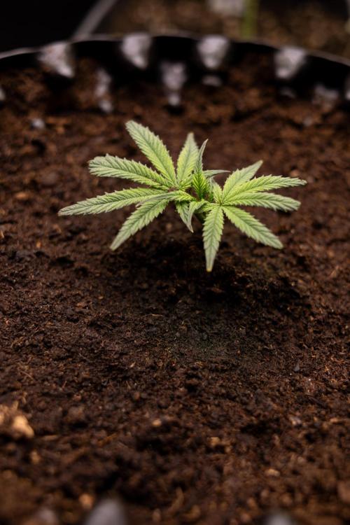 Lemon Cherry Gelato #3 - Clone - Zammi. Week 1