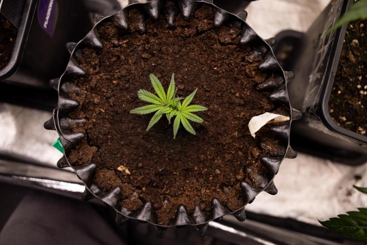 Lemon Cherry Gelato #3 - Clone - Zammi. Week 1