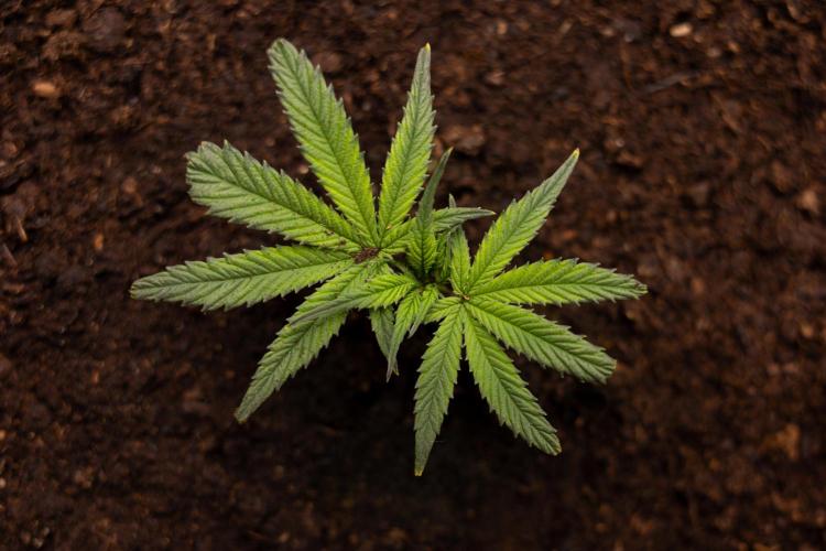 Lemon Cherry Gelato #3 - Clone - Zammi. Week 1