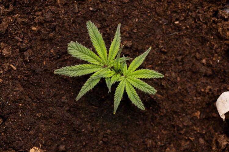 Lemon Cherry Gelato #3 - Clone - Zammi. Week 1