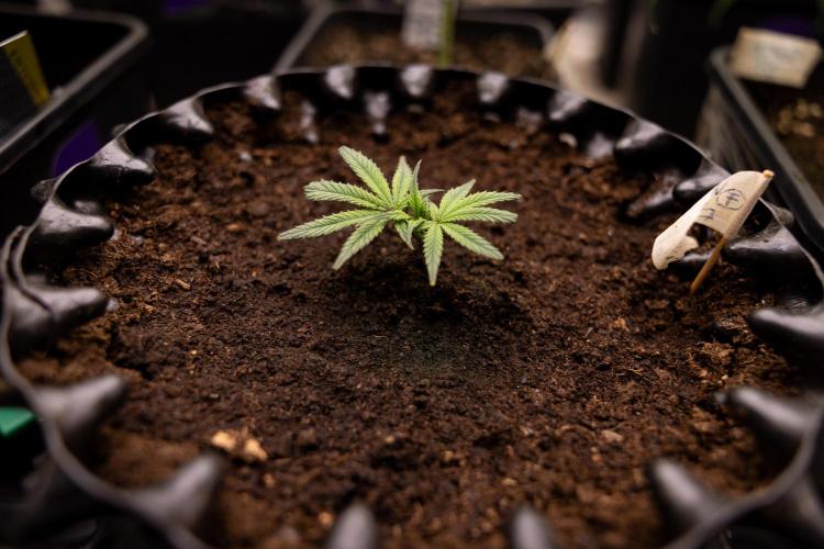 Lemon Cherry Gelato #3 - Clone - Zammi. Week 1