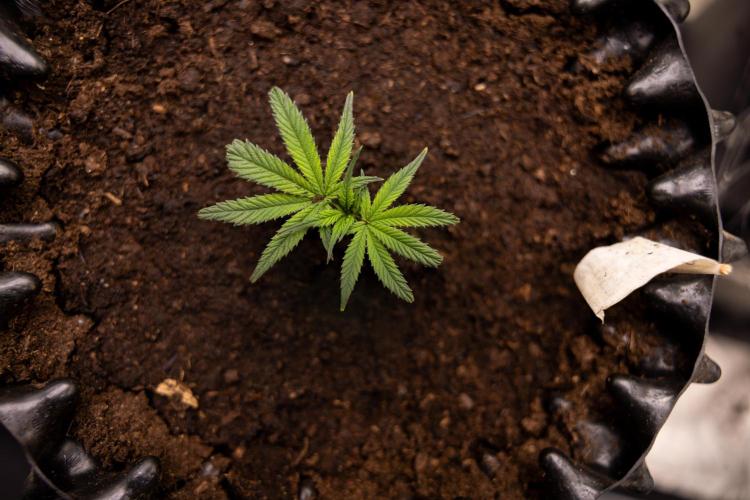 Lemon Cherry Gelato #3 - Clone - Zammi. Week 1