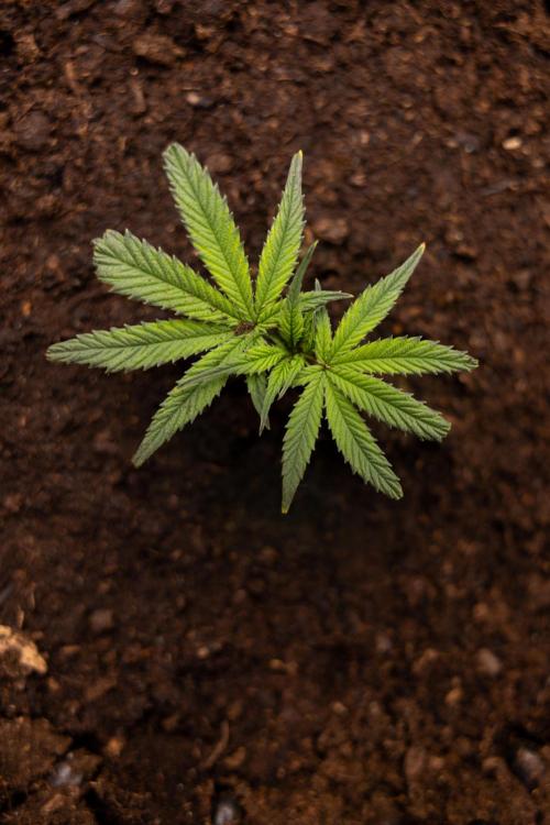 Lemon Cherry Gelato #3 - Clone - Zammi. Week 1