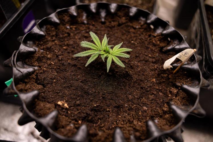 Lemon Cherry Gelato #3 - Clone - Zammi. Week 1