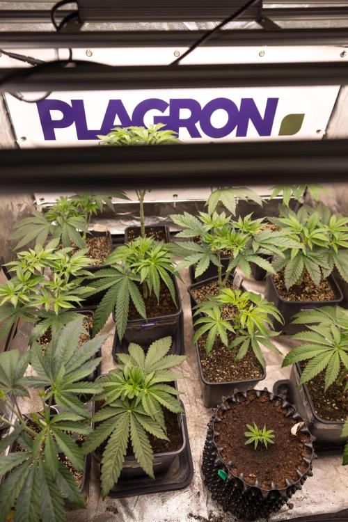 Lemon Cherry Gelato #3 - Clone - Zammi. Week 1