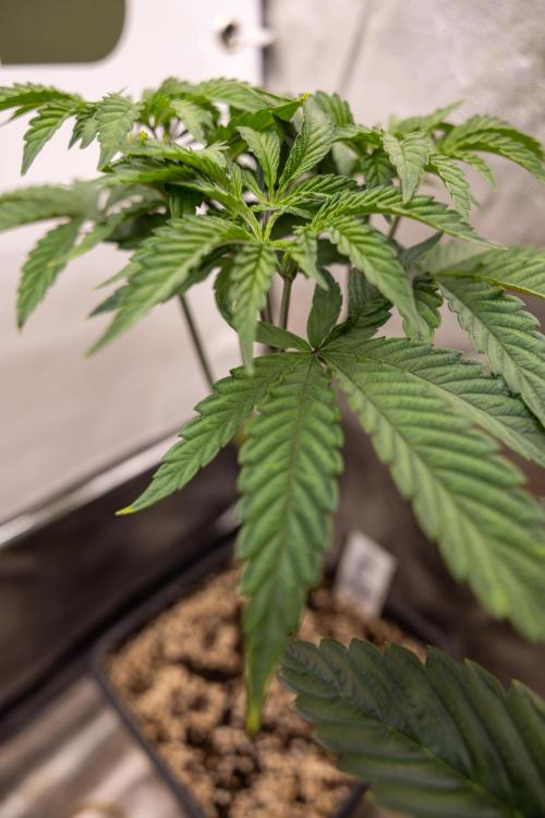 Lemon Cherry Gelato #1 - Zamnesia x B&B. Week 5 - Lemon Cherry Gelato #1 - Topping - Week 6