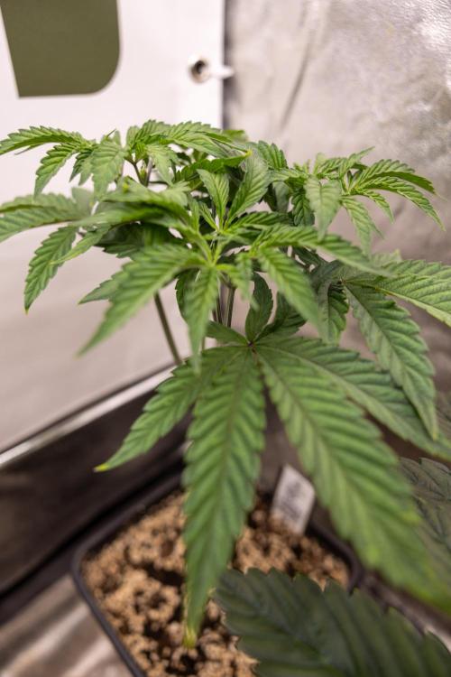 Lemon Cherry Gelato #1 - Zamnesia x B&B. Week 5 - Lemon Cherry Gelato #1 - Topping - Week 6