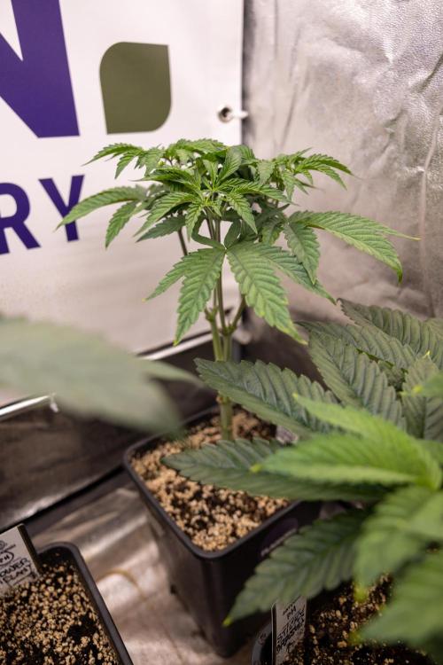 Lemon Cherry Gelato #1 - Zamnesia x B&B. Week 5 - Lemon Cherry Gelato #1 - Topping - Week 6