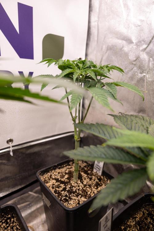 Lemon Cherry Gelato #1 - Zamnesia x B&B. Week 5 - Lemon Cherry Gelato #1 - Topping - Week 6