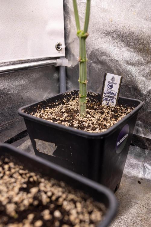 Lemon Cherry Gelato #1 - Zamnesia x B&B. Week 5 - Lemon Cherry Gelato #1 - Topping - Week 6