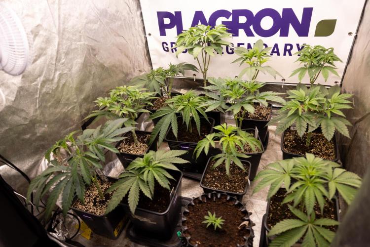 Lemon Cherry Gelato #1 - Zamnesia x B&B. Week 5 - Zamnesia x Plagron Crew