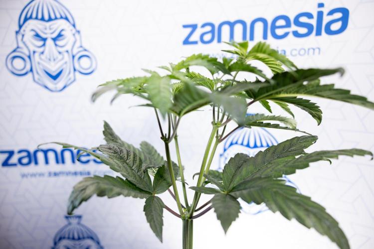 Tropicana Cookies #2 - Zamnesia x B&B. Week 5 - Tropicana Cookies - Topping - Week 5/6