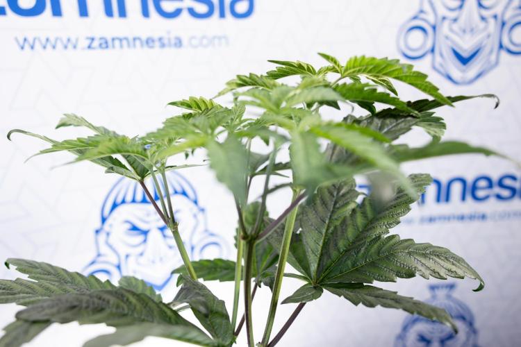 Tropicana Cookies #2 - Zamnesia x B&B. Week 5 - Tropicana Cookies - Topping - Week 5/6