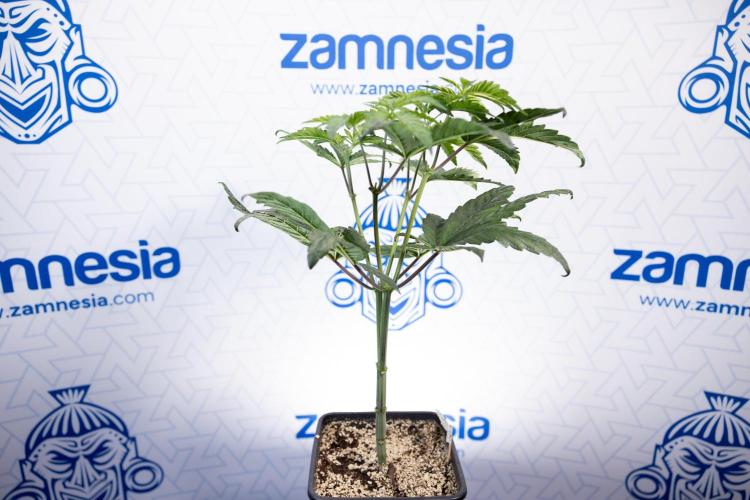 Tropicana Cookies #2 - Zamnesia x B&B. Week 5 - Tropicana Cookies - Topping - Week 5/6