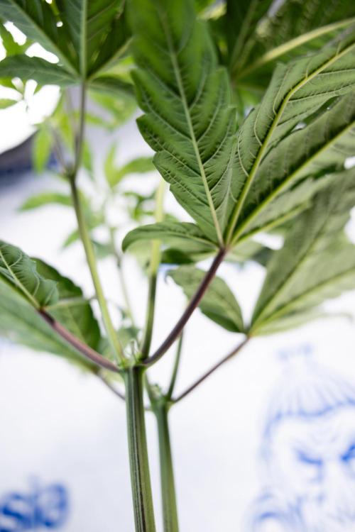 Tropicana Cookies #2 - Zamnesia x B&B. Week 5 - Tropicana Cookies - Topping - Week 5/6