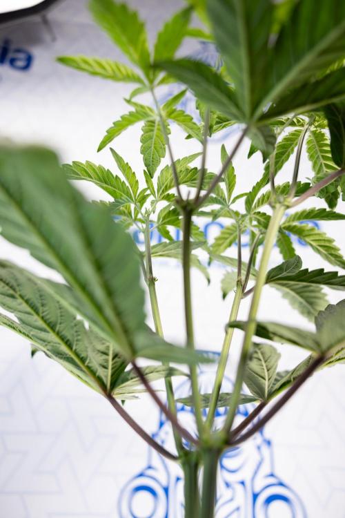 Tropicana Cookies #2 - Zamnesia x B&B. Week 5 - Tropicana Cookies - Topping - Week 5/6