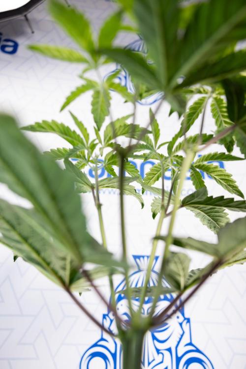 Tropicana Cookies #2 - Zamnesia x B&B. Week 5 - Tropicana Cookies - Topping - Week 5/6