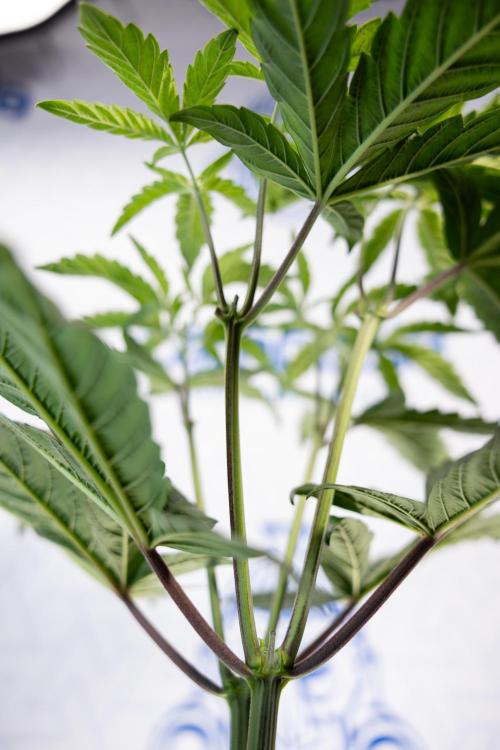 Tropicana Cookies #2 - Zamnesia x B&B. Week 5 - Tropicana Cookies - Topping - Week 5/6