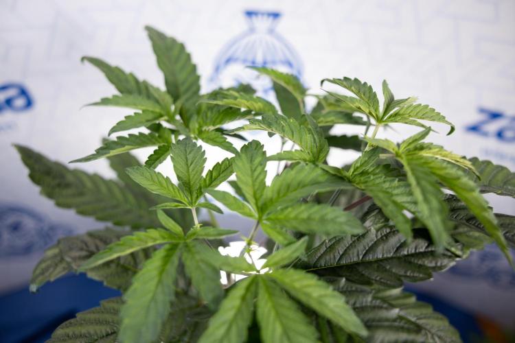 Tropicana Cookies #2 - Zamnesia x B&B. Week 5 - Tropicana Cookies - Topping - Week 5/6