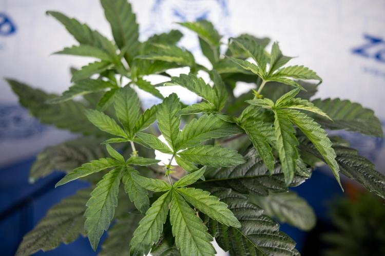 Tropicana Cookies #2 - Zamnesia x B&B. Week 5 - Tropicana Cookies - Topping - Week 5/6