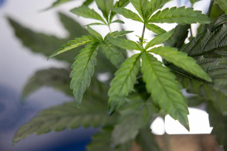 Tropicana Cookies #2 - Zamnesia x B&B. Week 5 - Tropicana Cookies - Topping - Week 5/6