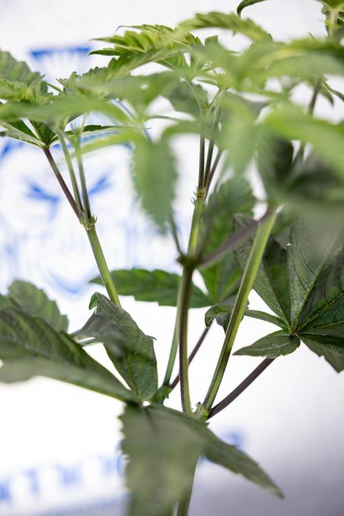 Tropicana Cookies #2 - Zamnesia x B&B. Week 5 - Tropicana Cookies - Topping - Week 5/6