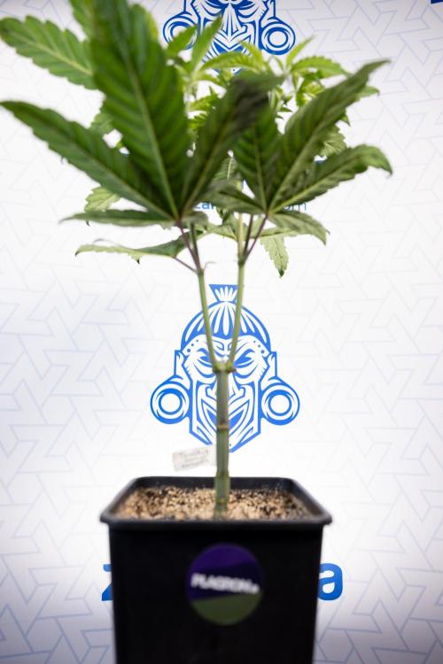 Tropicana Cookies #2 - Zamnesia x B&B. Week 5 - Tropicana Cookies - Topping - Week 5/6