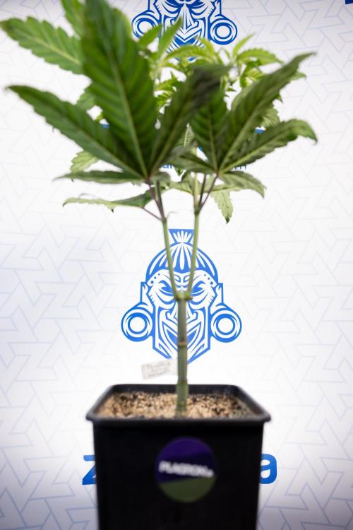 Tropicana Cookies #2 - Zamnesia x B&B. Week 5 - Tropicana Cookies - Topping - Week 5/6