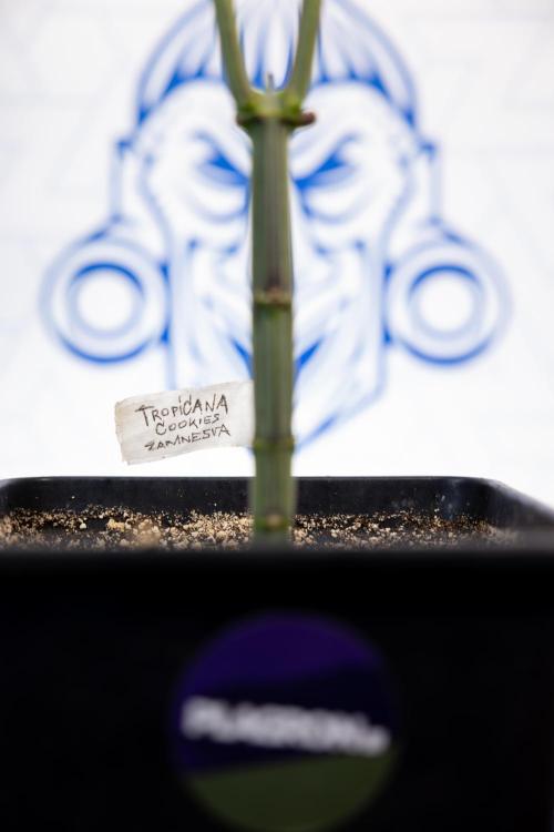 Tropicana Cookies #2 - Zamnesia x B&B. Week 5 - Tropicana Cookies - Topping - Week 5/6