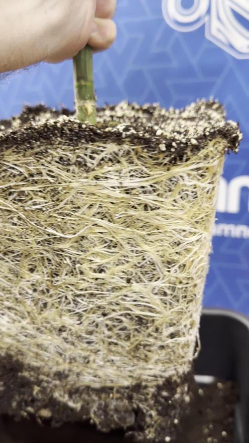 Tropicana Cookies #2 - Zamnesia x B&B