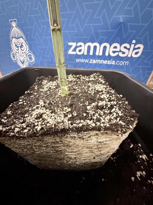 Tropicana Cookies #2 - Zamnesia x B&B. Week 5 - Transplanting in 20lt pot