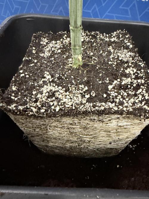 Tropicana Cookies #2 - Zamnesia x B&B. Week 5 - Transplanting in 20lt pot