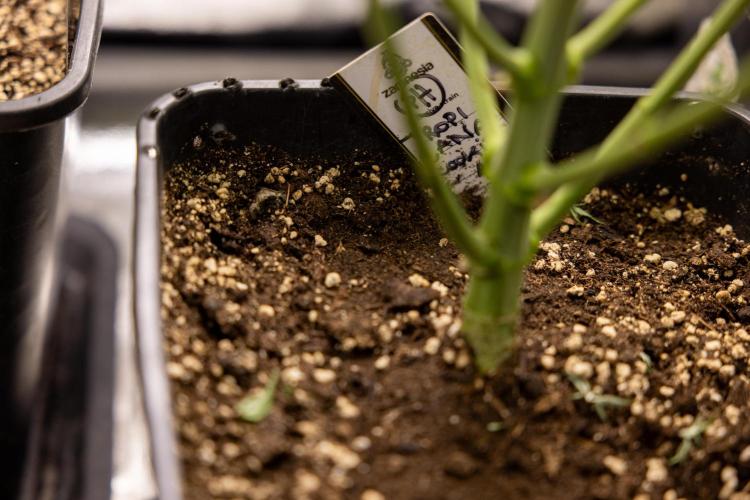 Tropicana Cookies #1 - Zamnesia x B&B. Week 5 - Tropicana Cookies - 1st week Bloom - No Techniques