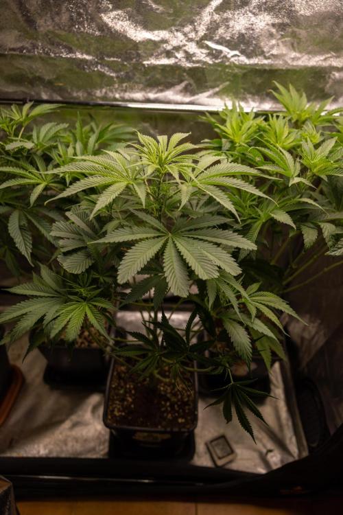 Tropicana Cookies #1 - Zamnesia x B&B. Week 5 - Tropicana Cookies - 1st week Bloom - No Techniques