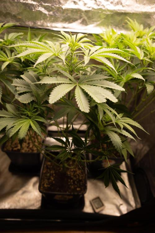 Tropicana Cookies #1 - Zamnesia x B&B. Week 5 - Tropicana Cookies - 1st week Bloom - No Techniques