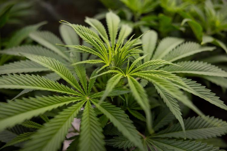 Tropicana Cookies #1 - Zamnesia x B&B. Week 5 - Tropicana Cookies - 1st week Bloom - No Techniques