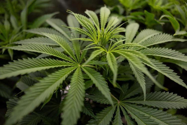 Tropicana Cookies #1 - Zamnesia x B&B. Week 5 - Tropicana Cookies - 1st week Bloom - No Techniques