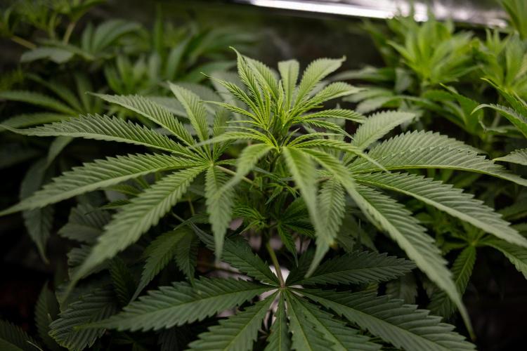 Tropicana Cookies #1 - Zamnesia x B&B. Week 5 - Tropicana Cookies - 1st week Bloom - No Techniques