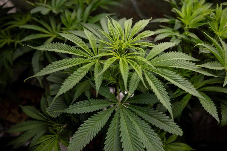 Tropicana Cookies #1 - Zamnesia x B&B. Week 5 - Tropicana Cookies - 1st week Bloom - No Techniques