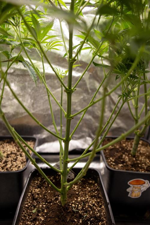 Tropicana Cookies #1 - Zamnesia x B&B. Week 5 - Tropicana Cookies - 1st week Bloom - No Techniques